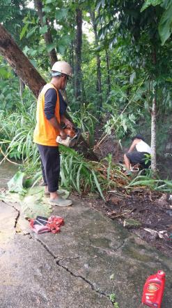 Hujan Deras Disertai Angin, Sebabkan Pohon Jati Tumbang